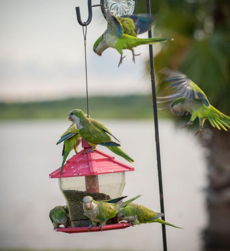 Pilgrim parrots at the RV resort
Dickinson, Tx
